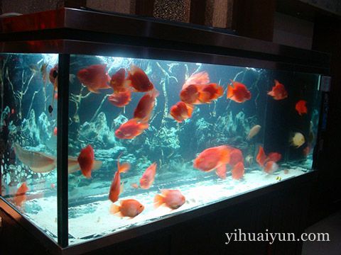 2017年鱼缸摆放在什么位置最好 www.haochilao.com.cn